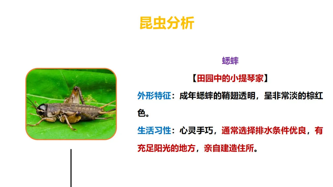 新课标中考必读名著《昆虫记》复习:名著概览+考法+精炼 第11张