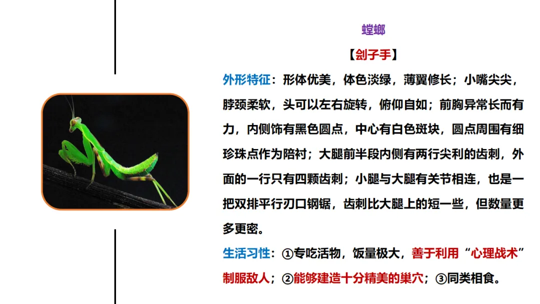 新课标中考必读名著《昆虫记》复习:名著概览+考法+精炼 第13张