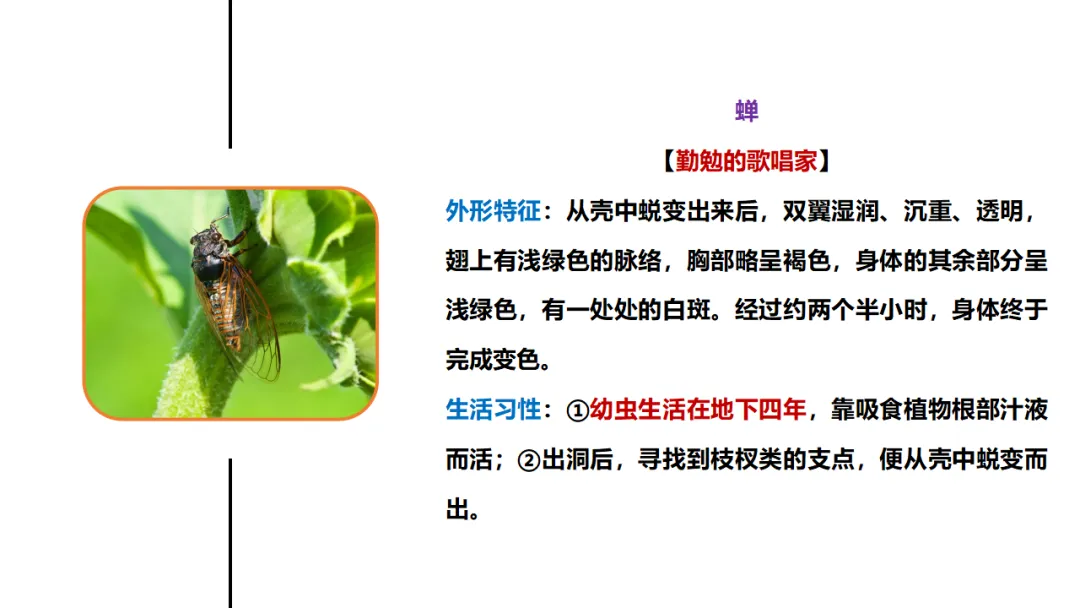 新课标中考必读名著《昆虫记》复习:名著概览+考法+精炼 第14张