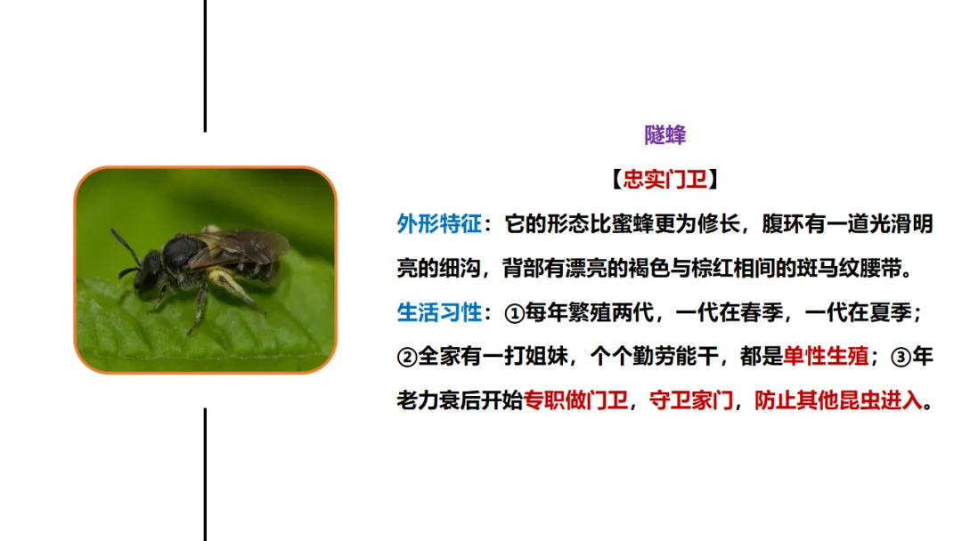 新课标中考必读名著《昆虫记》复习:名著概览+考法+精炼 第15张