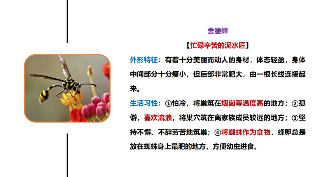 新课标中考必读名著《昆虫记》复习:名著概览+考法+精炼 第17张