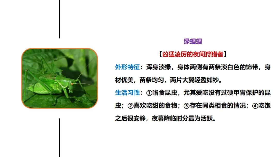 新课标中考必读名著《昆虫记》复习:名著概览+考法+精炼 第18张