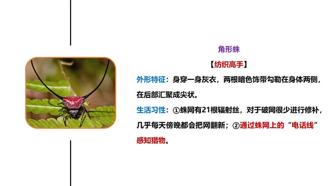 新课标中考必读名著《昆虫记》复习:名著概览+考法+精炼 第19张