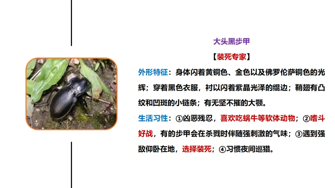 新课标中考必读名著《昆虫记》复习:名著概览+考法+精炼 第20张