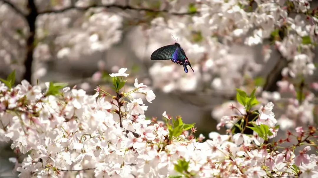 中考志愿选什么专业?数媒!因为数媒夯爆了 第19张