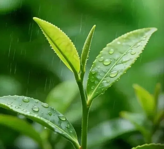 2026江西中考作文风向题十三:《慢,也是一种力量》 第1张