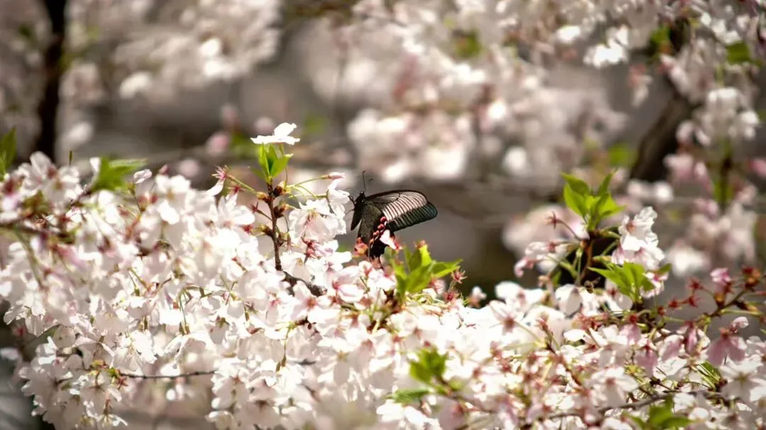 中考志愿选什么专业?数媒!因为数媒夯爆了 第20张