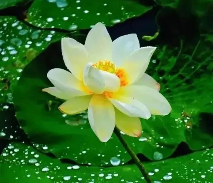 2026江西中考作文风向题十三:《慢,也是一种力量》 第6张