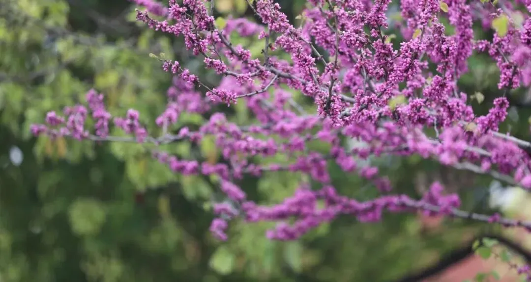 距中考49天丨问老师问题,学会“课题分离” 第1张