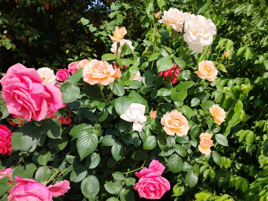 中考热点作文 青春少年类 第1张