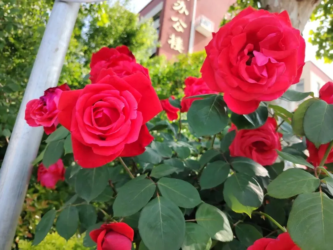 中考热点作文 青春少年类 第2张