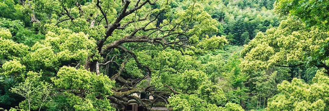 2025年杭州中考作文“诗意的思辨” | 优秀作文分享 第11张