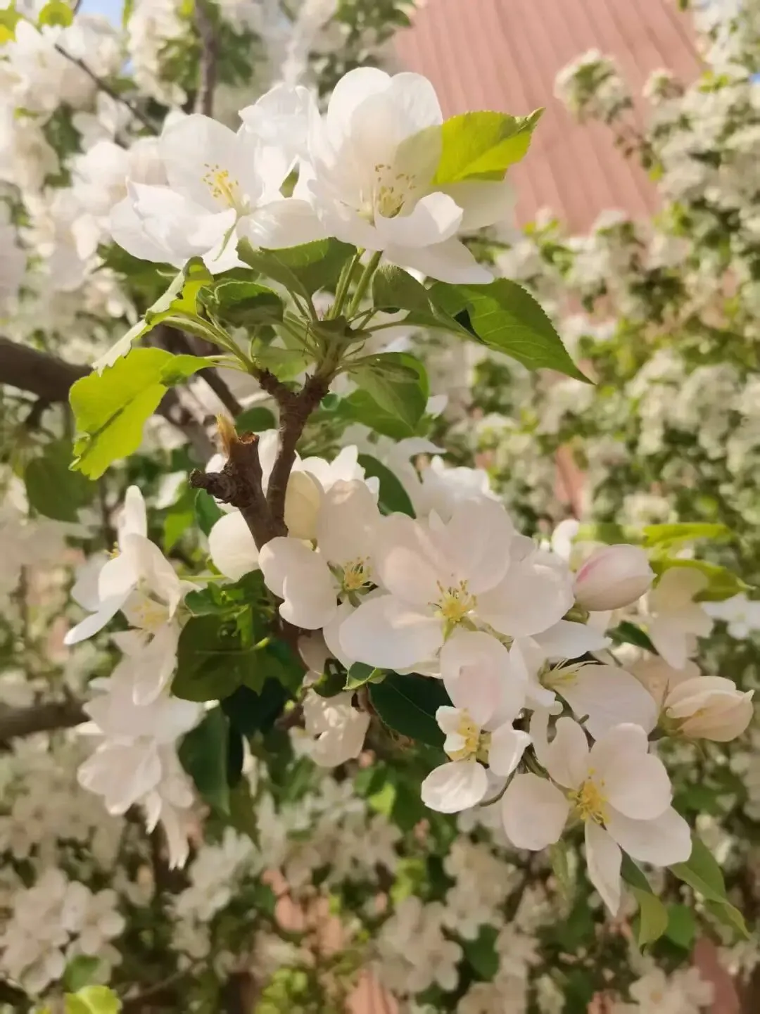 中考范文系列——话题作文“主角” 第1张