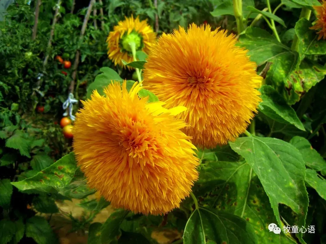 情绪是一把双刃剑——从天津“电子版试卷”事件说起 第1张