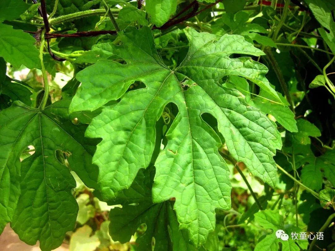 情绪是一把双刃剑——从天津“电子版试卷”事件说起 第2张