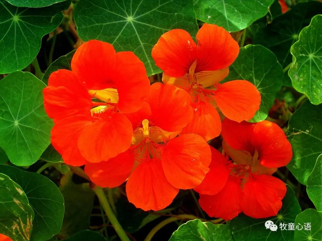 情绪是一把双刃剑——从天津“电子版试卷”事件说起 第3张