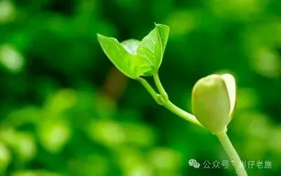 家有中小学生必看---中考真题《难忘故乡的____》满分指导 第1张