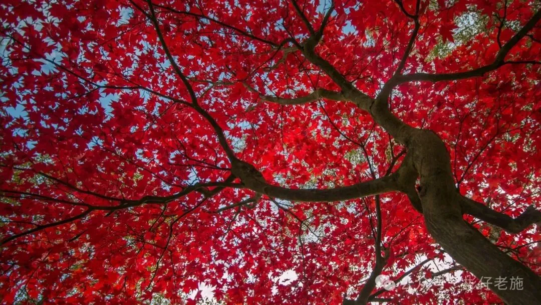 家有中小学生必看---中考真题《____的脚印》满分指导 第2张