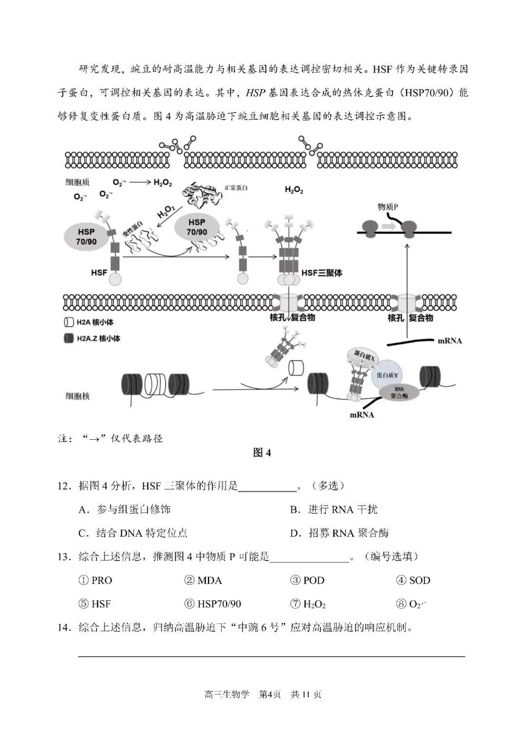 2026届浦东新区高三二模生物试卷 第4张