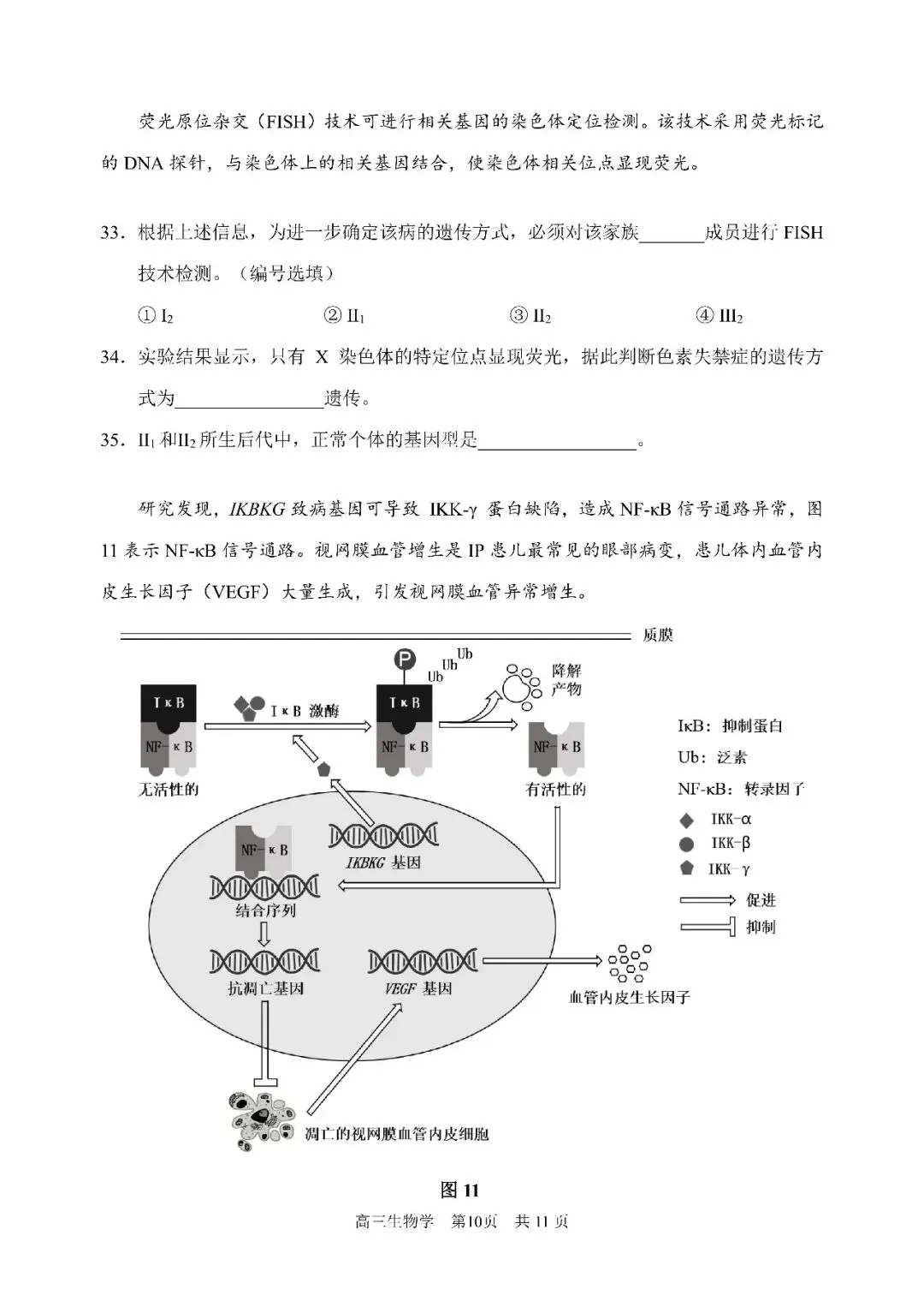 2026届浦东新区高三二模生物试卷 第10张