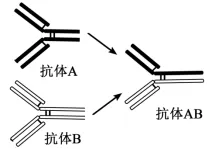 生物试题 | 2026年高考第二次模拟考试(黑吉辽蒙专用)学易金卷01-生物试题 第11张