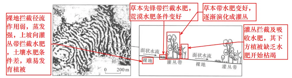 【真题拆解】2025年河南卷那道“虎皮灌丛—植被生长”的题 第5张