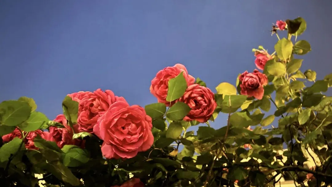 英语期中测评试卷,大家觉得怎么样? 第9张