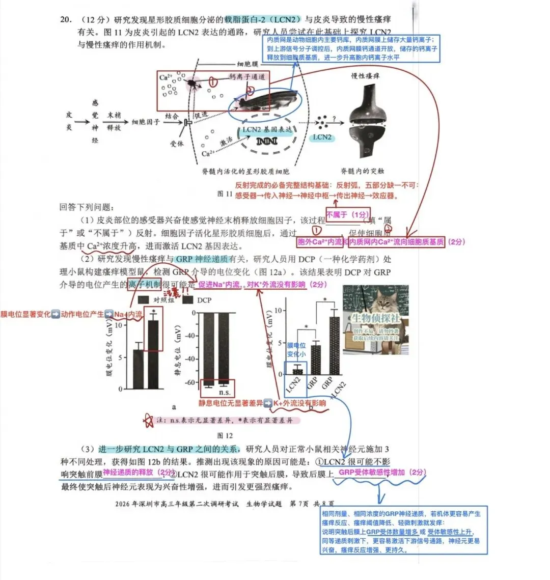 2026届广东深圳市高三二模生物学试卷解析 第7张
