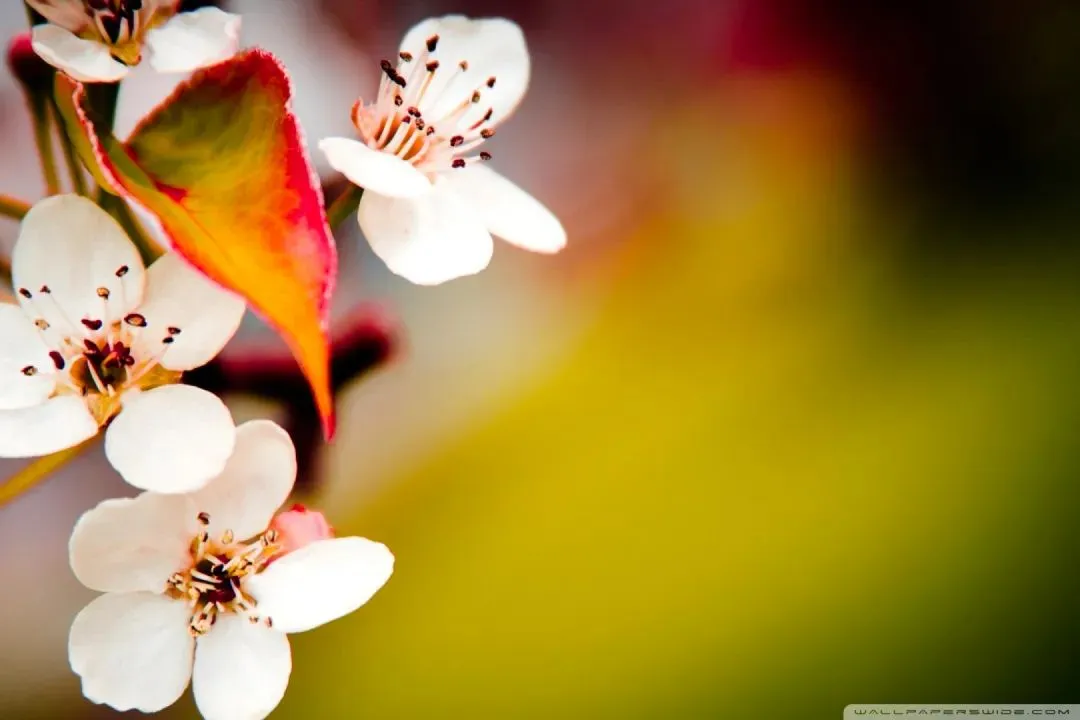 万众期待:《弹幕说我抄袭了女主的高考试卷,可我交的是白卷啊》江清影贝安安【TXT资源/全剧终】閲读 第7张
