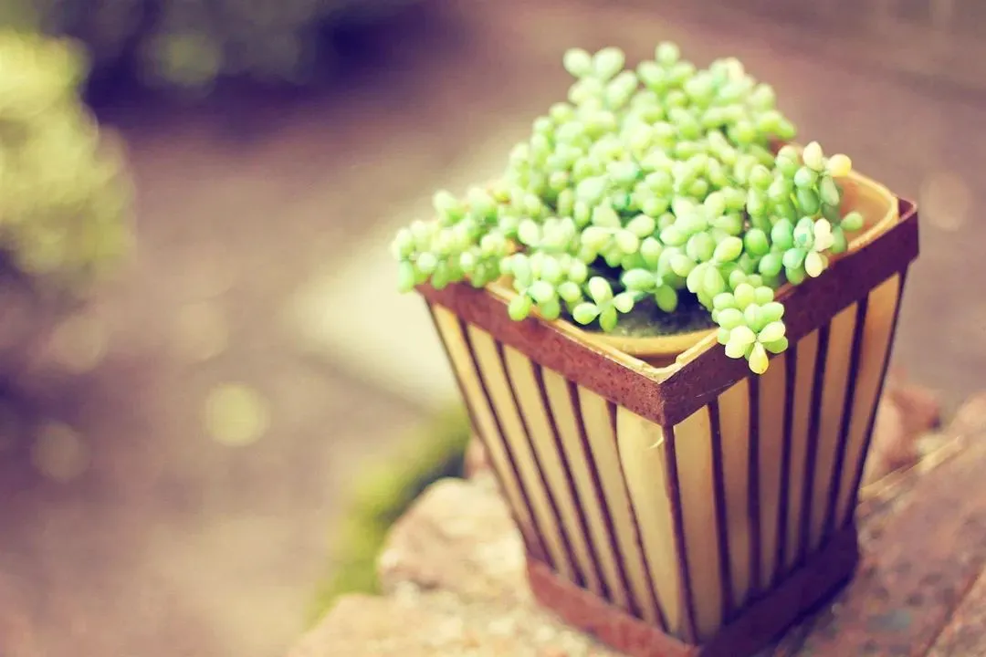 万众期待:《弹幕说我抄袭了女主的高考试卷,可我交的是白卷啊》江清影贝安安【TXT资源/全剧终】閲读 第9张