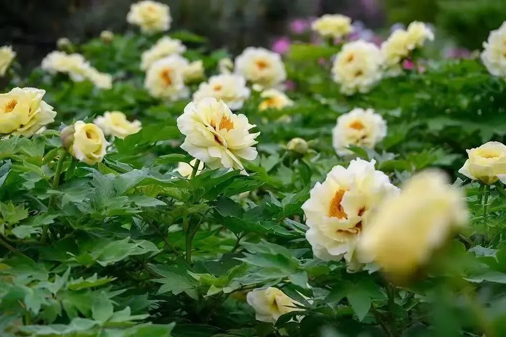 2026年安徽中考模拟信息卷(八)数学试卷及答案 第6张