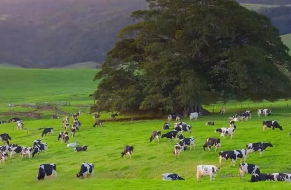 2026年安徽中考模拟信息卷(八)数学试卷及答案 第12张