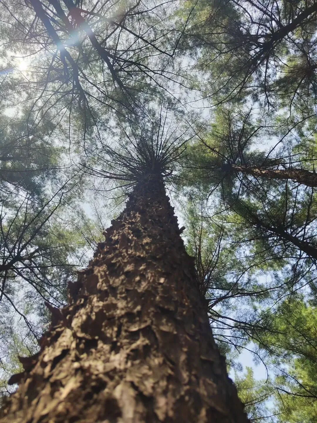 中考青春励志类满分作文|奋斗是青春的底色(张木眇) 第3张