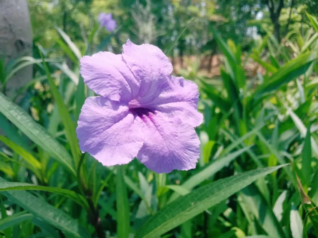 《大自然的语言》综合小测卷(涵盖中考各种题型) 第1张