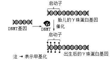生物试题 | 2026年高考第二次模拟考试(黑吉辽蒙专用)学易金卷02-生物试题 第5张