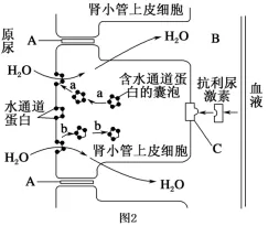 生物试题 | 2026年高考第二次模拟考试(黑吉辽蒙专用)学易金卷02-生物试题 第21张