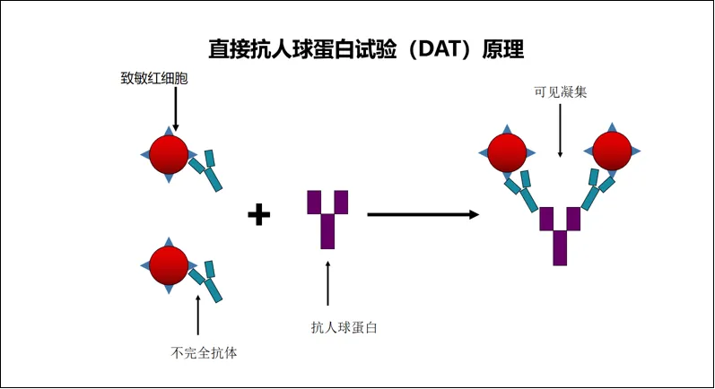 历年真题反复考!凝集反应这几个坑,检验技师考生90%都踩过 第6张