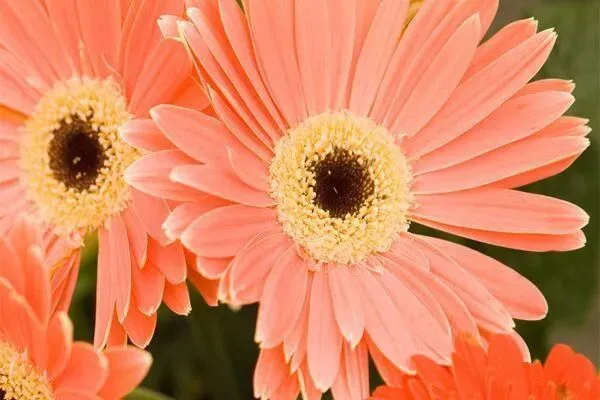 珍藏品读:《押送高考试卷那天,家长堵了我的车不让我进校门》(最新-完整)閲读 第4张