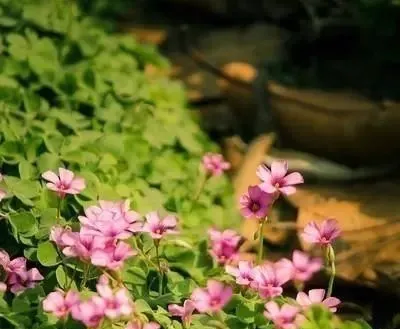 珍藏品读:《押送高考试卷那天,家长堵了我的车不让我进校门》(最新-完整)閲读 第12张