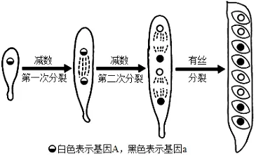试卷精选║河北省石家庄实验中学2026届高三年级第二次调研考试生物 第4张