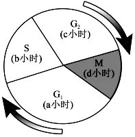 试卷精选║河北省石家庄实验中学2026届高三年级第二次调研考试生物 第12张