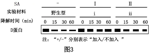 试卷精选║河北省石家庄实验中学2026届高三年级第二次调研考试生物 第15张