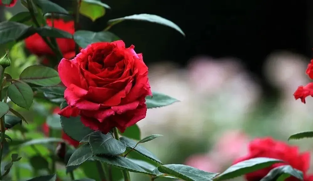 2025中考化学重点、难点、考点集锦 第1张