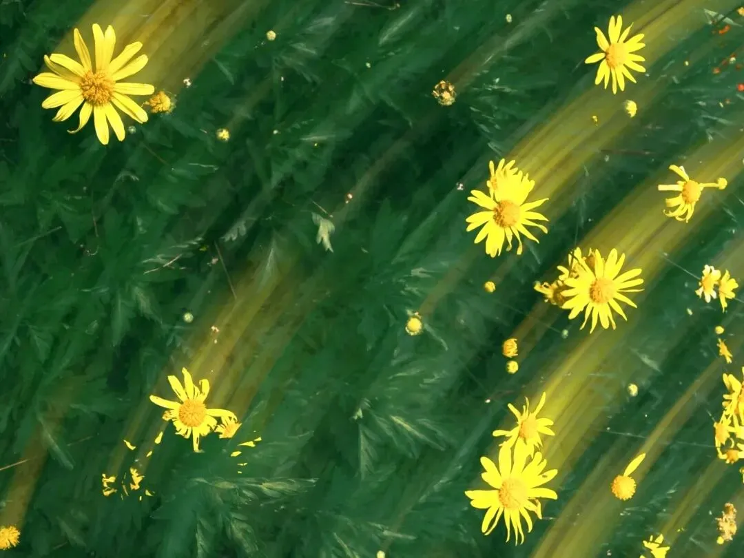 中考作文高分突破|2026黄浦区初三二模《身边的小店》 第8张