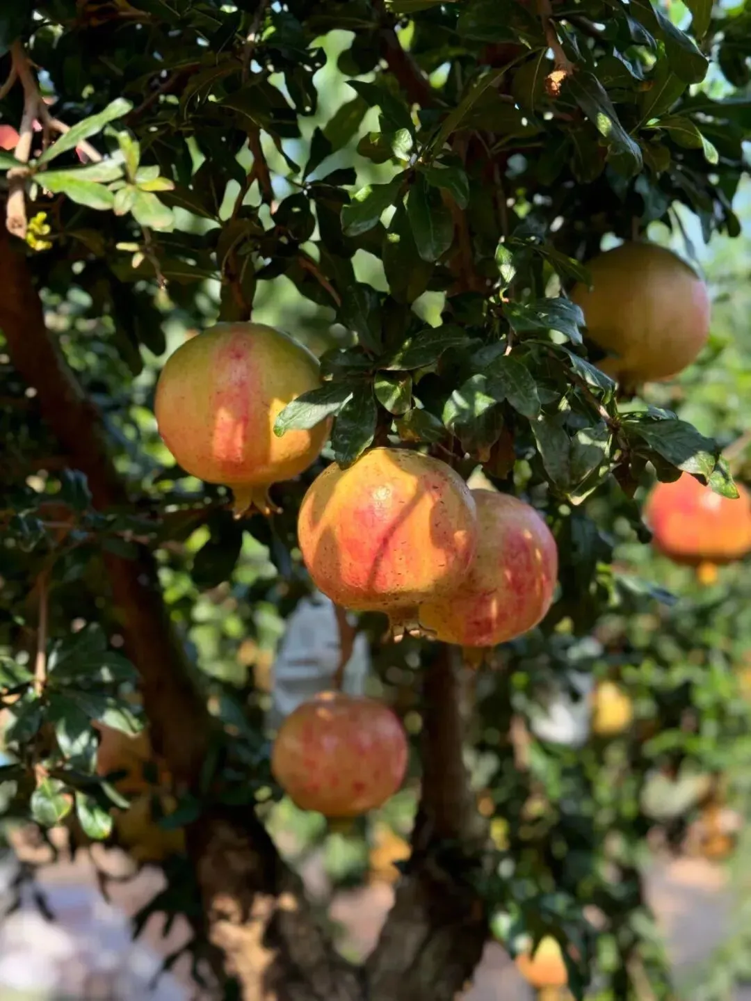 中考备考作文《定风波》 第1张