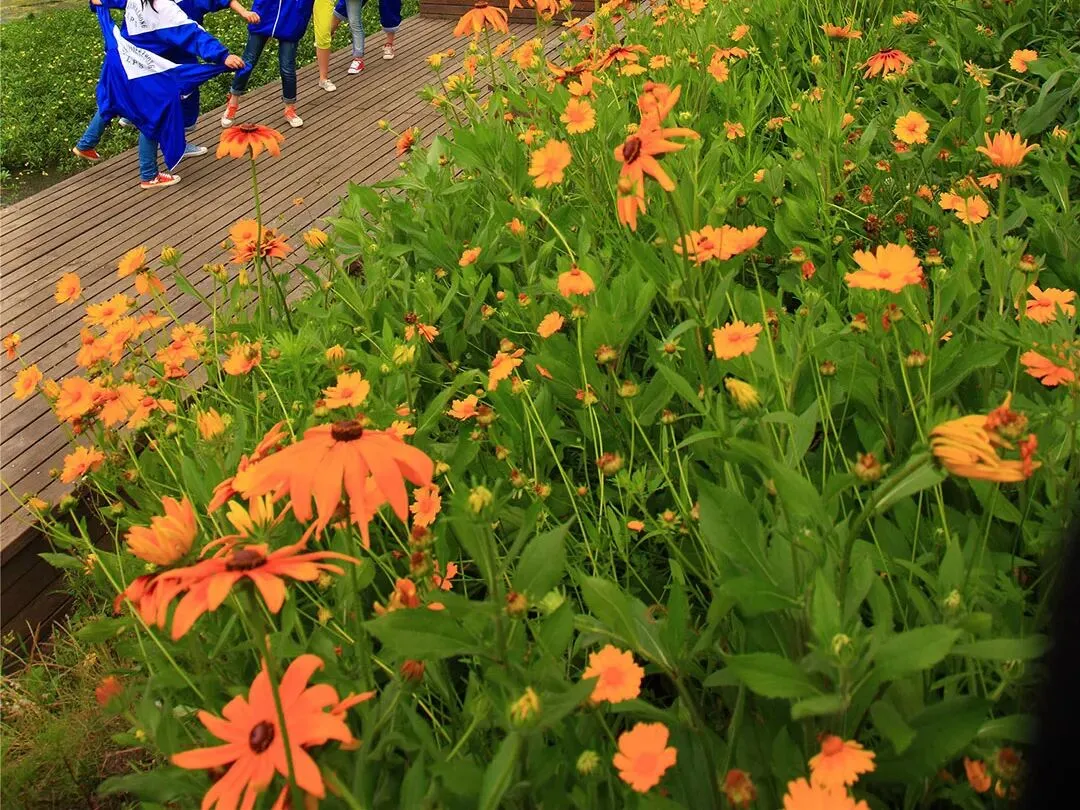 【游园设计】|苏州大学2025真题 第28张