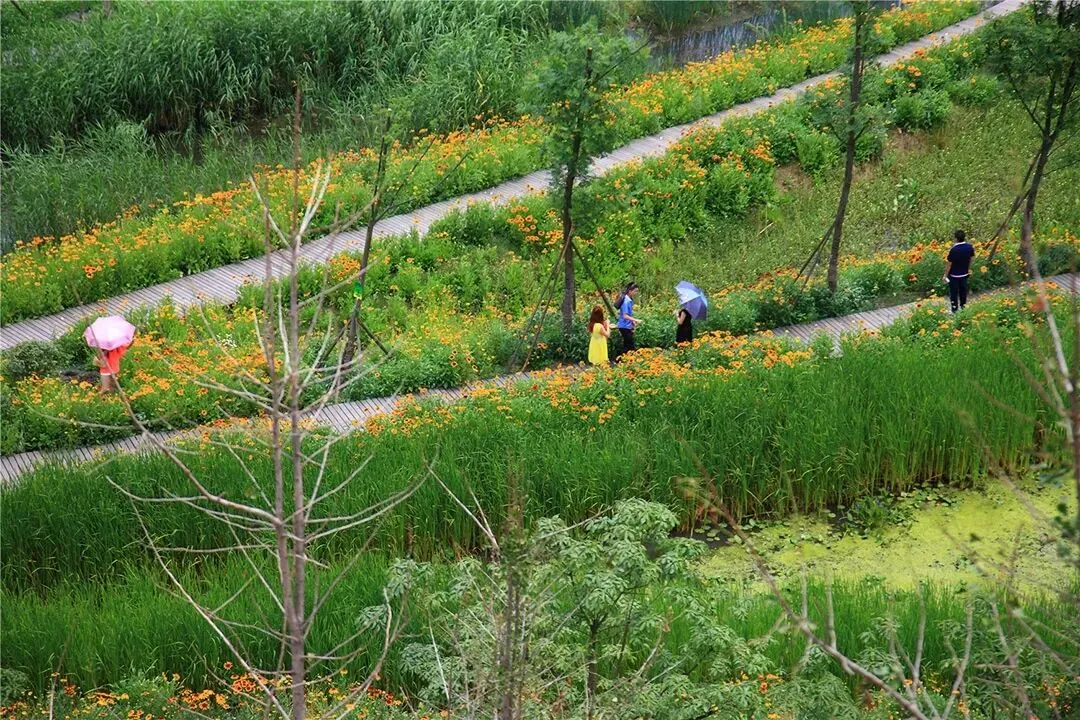 【游园设计】|苏州大学2025真题 第31张