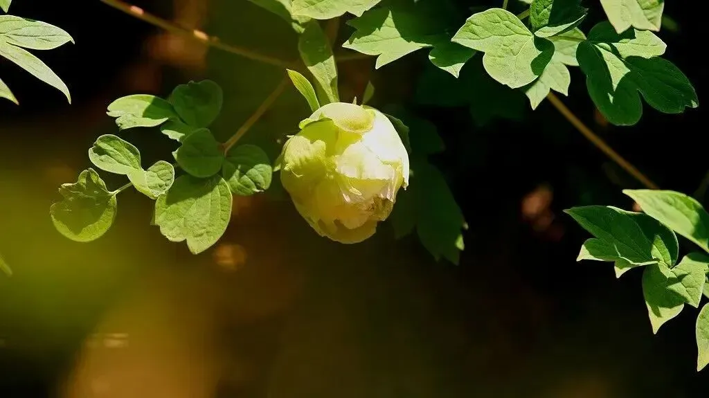 2026年安徽中考模拟信息卷(七)数学试卷及答案 第11张