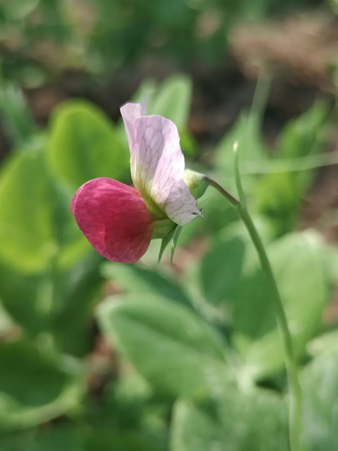 真题圈语文 天津专版 3-6年级 第2张