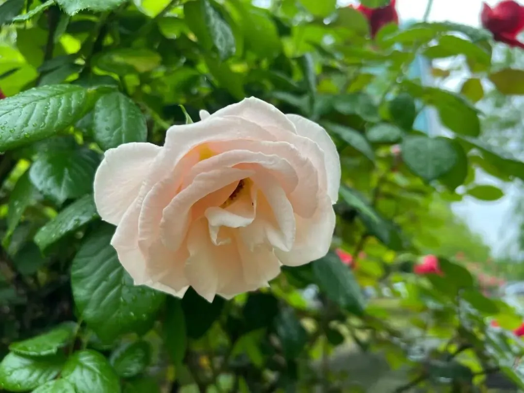 #家有高中生#期中考进行时,娃忙里偷闲,给自己安排好了五一活动,行程里没有家人,只有她自己和她的朋友们 第1张